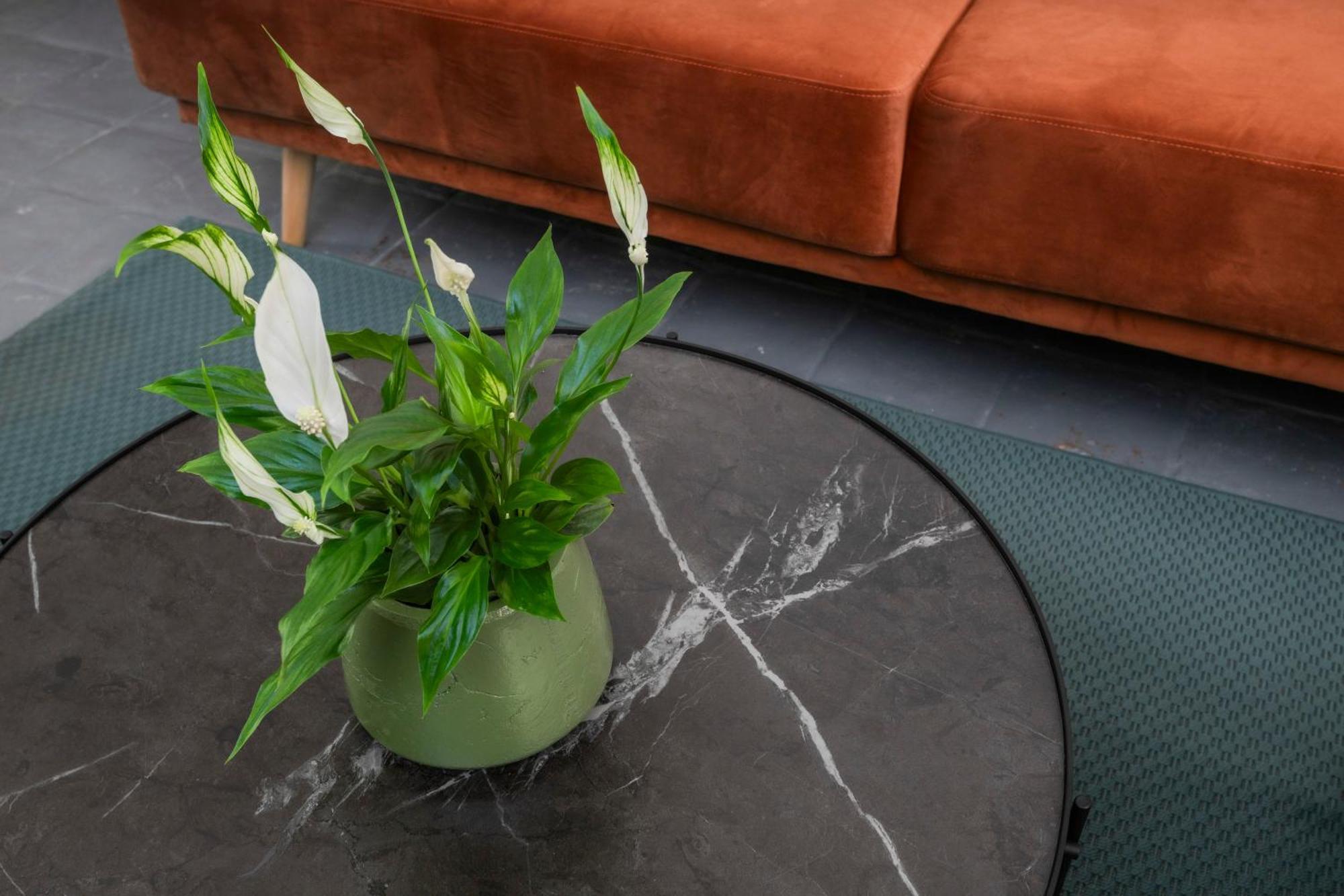 Piazza Cavour Zen Garden-zen36 Apartment *